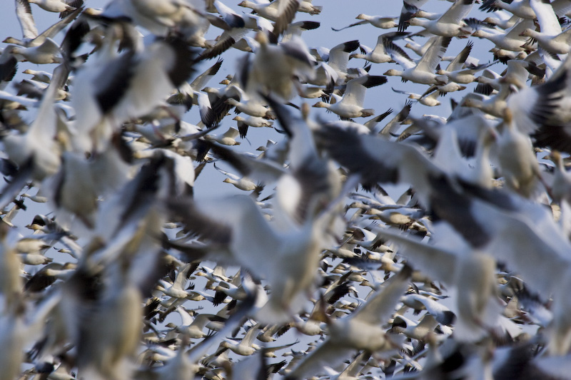 Snow Goose Flock In Flight